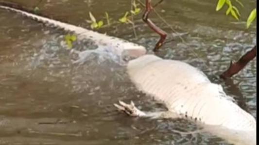 O vídeo mostra o jacaré, já morto, sendo comido por piranhas