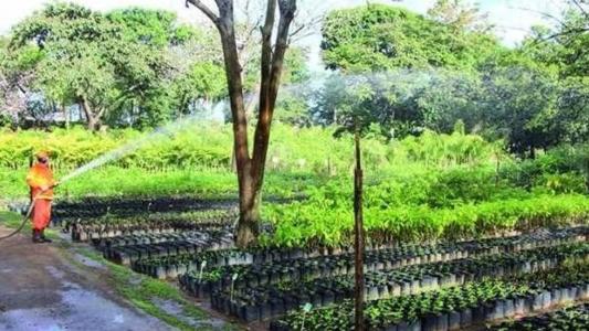 O Viveiro Municipal fica no bairro Jardim Panorama