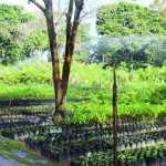 Prefeitura de Ipatinga realiza Semana do Meio Ambiente