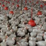 Gripe aviária: Minas cria comitê extraordinário de prevenção e combate
