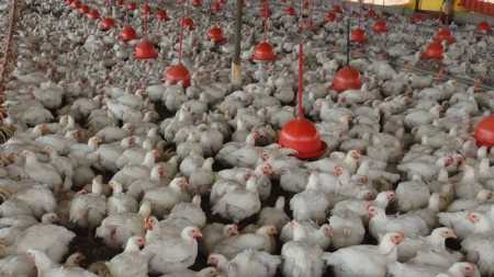 Objetivo do Comitê é definir medidas de prevenção à chegada do vírus H5N1 no estado