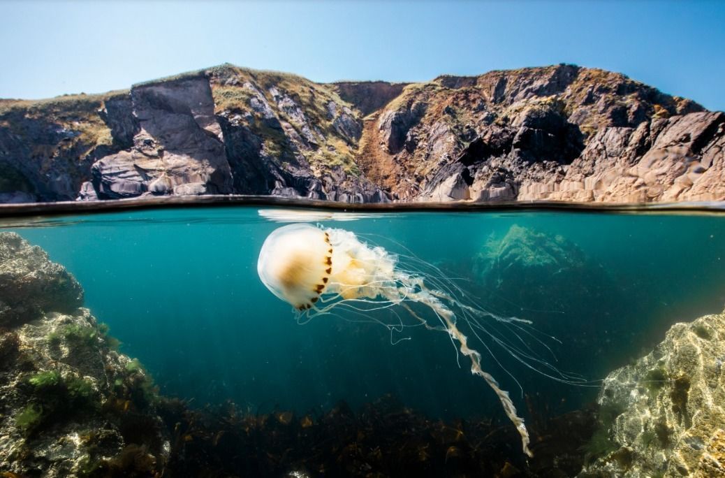 'Oceanos': Disney+ lança documentário científico em parceria com National Geographic