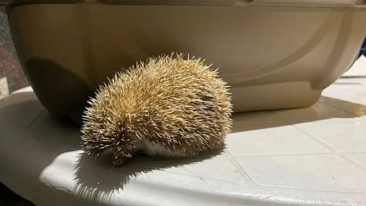 Oito animais foram resgatados em um viveiro