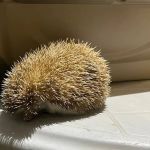 Polícia resgata ouriços de casa em Minas e proprietário é multado em quase R$ 15 mil