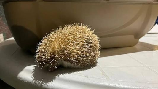 Oito animais foram resgatados em um viveiro