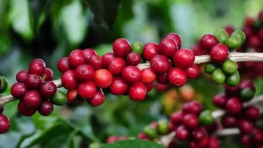 Oito municípios do Médio Espinhaço foram identificados com aptidão para o desenvolvimento do café