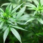 Homem que sofreu acidente de moto tem aval para cultivar cannabis sativa para fins medicinais em Minas 