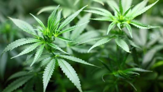 Óleo extraído da planta, segundo paciente, representou melhora na qualidade de vida