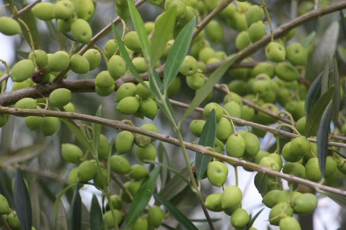 Oliveiras em Maria da Fé, no Sul de Minas 