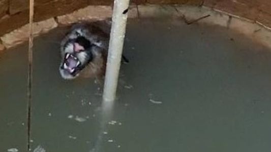 Onça conseguiu sair subindo pelos galhos colocados pelos bombeiros