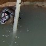 Vídeo: onça parda cai em cisterna no interior de Minas e é salva por bombeiros