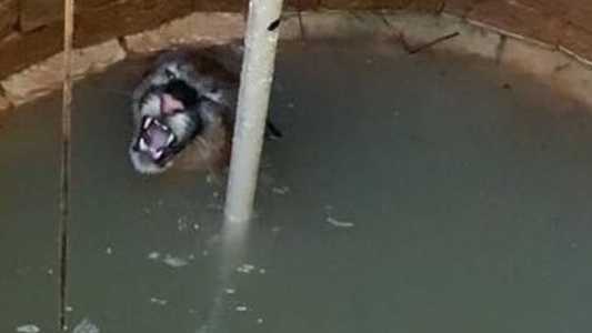 Onça conseguiu sair subindo pelos galhos colocados pelos bombeiros