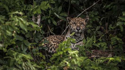 Foto mostra onça-pintada em meio ao matagal