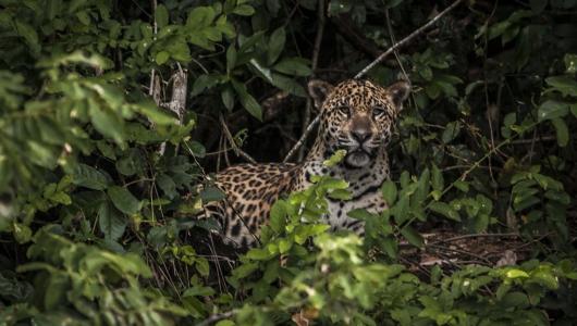 Foto mostra onça-pintada em meio ao matagal
