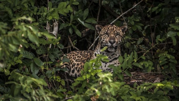 Foto mostra onça-pintada em meio ao matagal