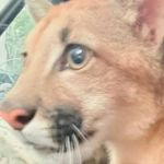 PF tenta encontrar responsável por manter onça-parda em cativeiro na favela Pavão-Pavãozinho