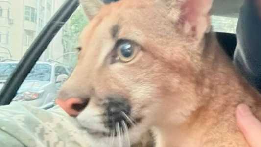 Onça foi encaminhada para o Centro de Triagem de Animais Silvestres  do Ibama
