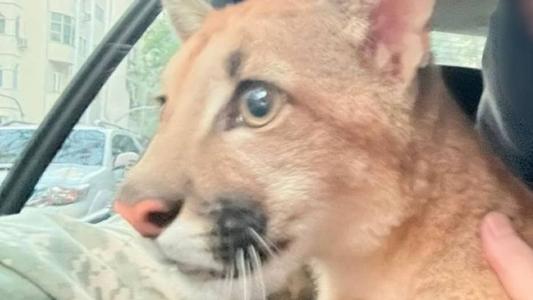 Onça foi encaminhada para o Centro de Triagem de Animais Silvestres do Ibama