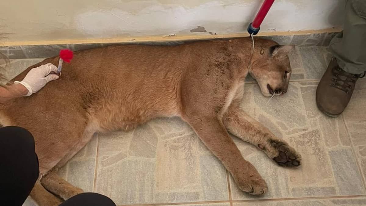 Corpo de Bombeiros e IBAMA realizam resgate de onça parda em Ouro Preto
