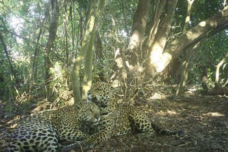 Onças-pintadas em refúgio no Pantanal brasileiro