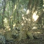 Estudo revela novo refúgio climático de onças após incêndios no Pantanal
