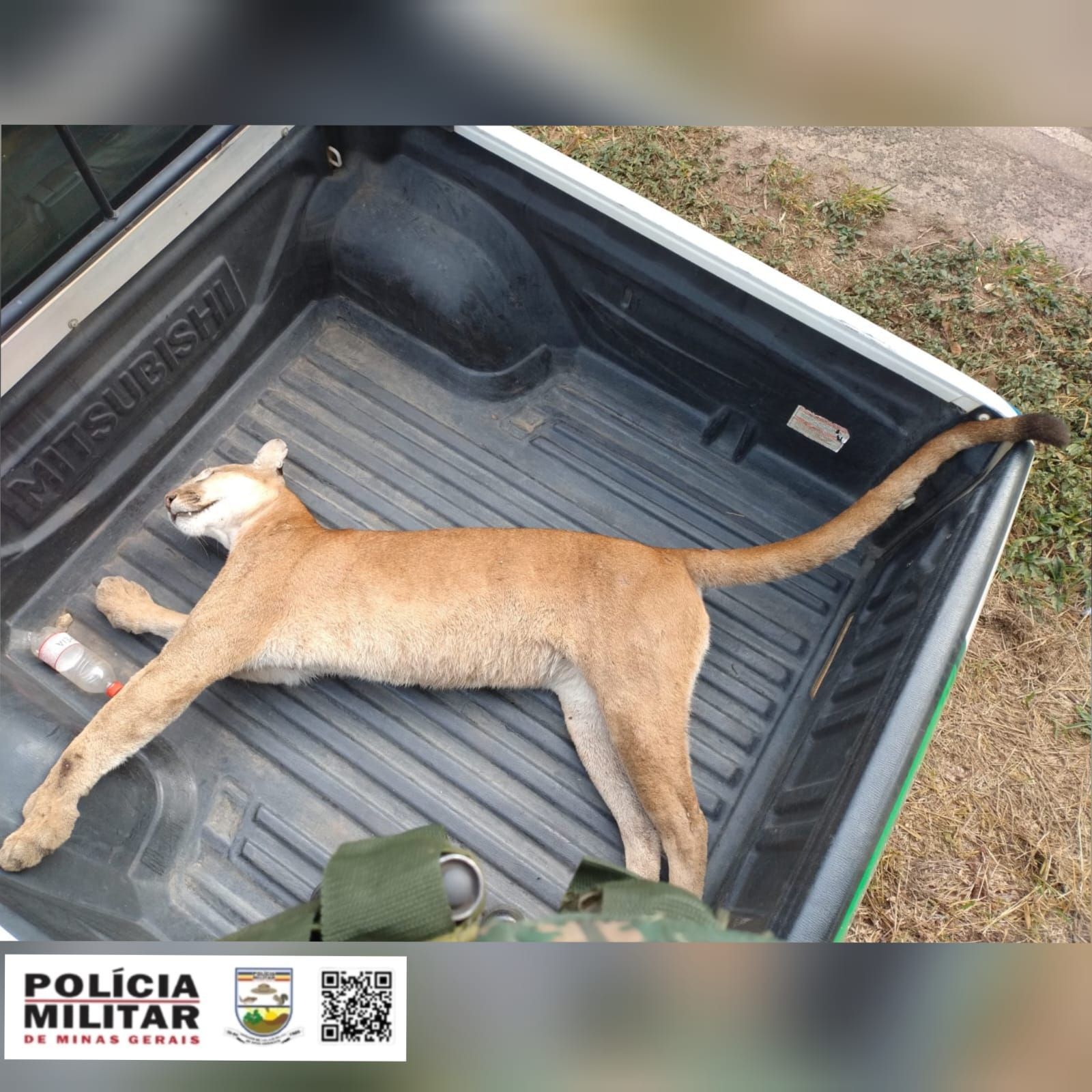 Onça-parda de 60 quilos e 1,5m é encontrada morta na beira de rodovia em MG