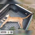 Onça-parda de 60 quilos e 1,5m é encontrada morta na beira de rodovia em MG