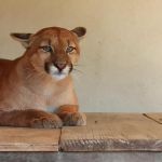 Em tratamento no zoológico de BH, animal em extinção deve voltar à natureza
