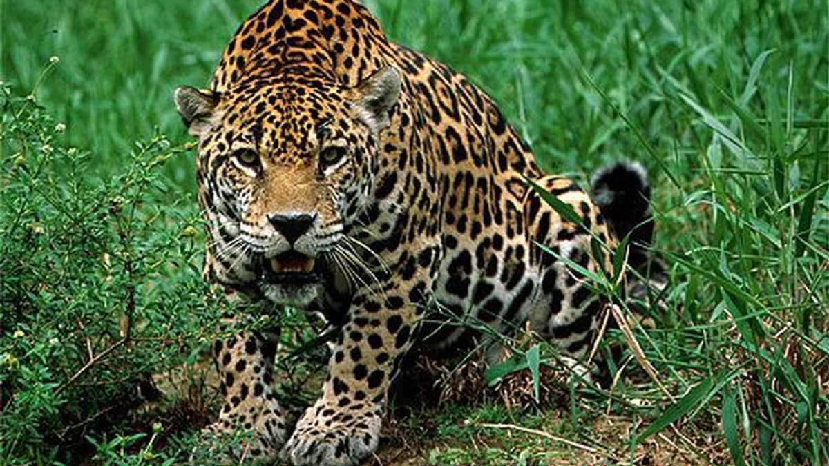 Mata Atlântica lidera ranking de biomas com mais espécies ameaçadas de extinção