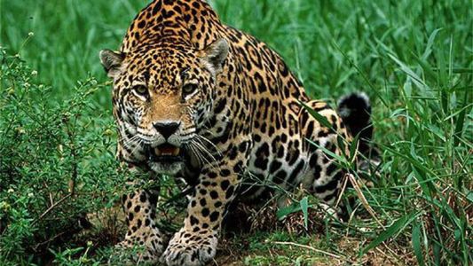 Onça-pintada é uma das espécies em extinção que vivem na Mata Atlântica