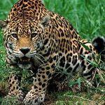 Mata Atlântica lidera ranking de biomas com mais espécies ameaçadas de extinção