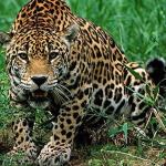 Mata Atlântica lidera ranking de biomas com mais espécies ameaçadas de extinção