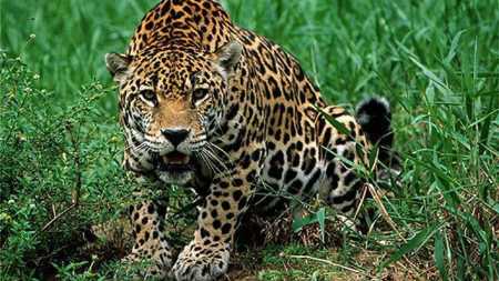 Onça-pintada é uma das espécies em extinção que vivem na Mata Atlântica
