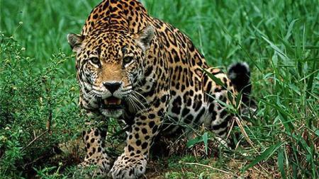 Onça-pintada é uma das espécies em extinção que vivem na Mata Atlântica
