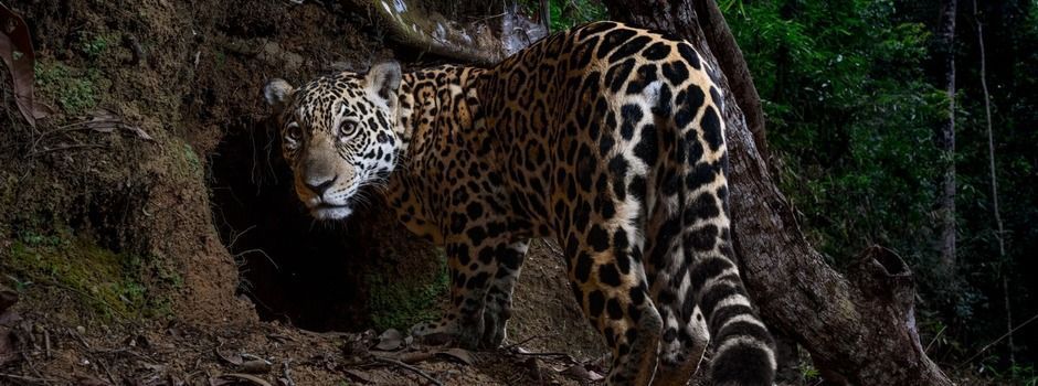Foto de Onça-pintada no Parque Estadual do Rio Doce é destaque na National Geographic