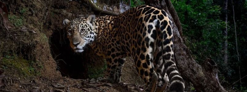 Imagem da onça-pintada é uma das 25 melhores fotografias de 2025 para a National Geographic