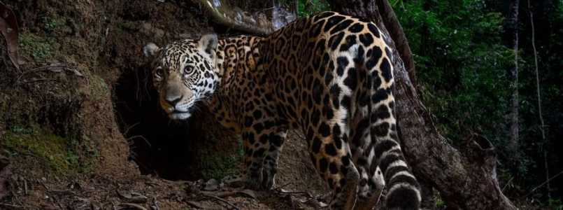 Imagem da onça-pintada é uma das 25 melhores fotografias de 2025 para a National Geographic