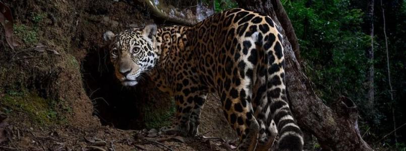 Imagem da onça-pintada é uma das 25 melhores fotografias de 2025 para a National Geographic