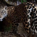 Foto de Onça-pintada no Parque Estadual do Rio Doce é destaque na National Geographic