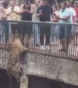 Onça-pintada escala pilastra no Zoológico de Brasília