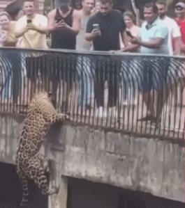 Onça-pintada escala pilastra no Zoológico de Brasília