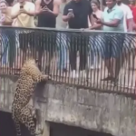 Onça-pintada sobe parede do Zoológico de Brasília e surpreende visitantes
