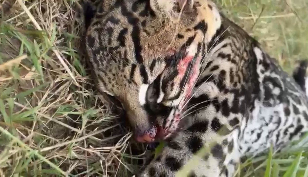 Jaguatirica é atropelada na estrada entre Cachoeira do Campo e Ouro Preto