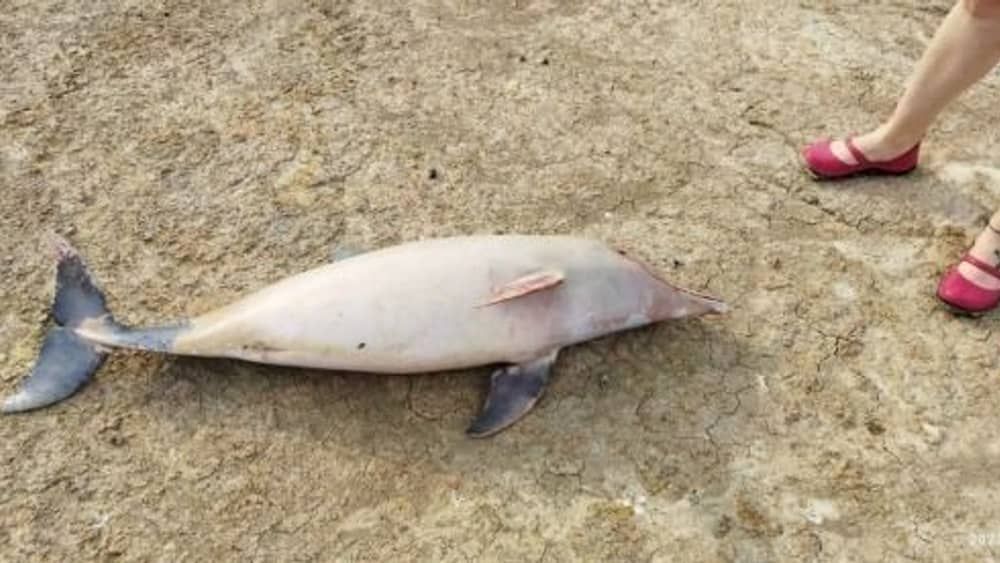 ONG encontra 23 carcaças de botos em Coari, no Amazonas