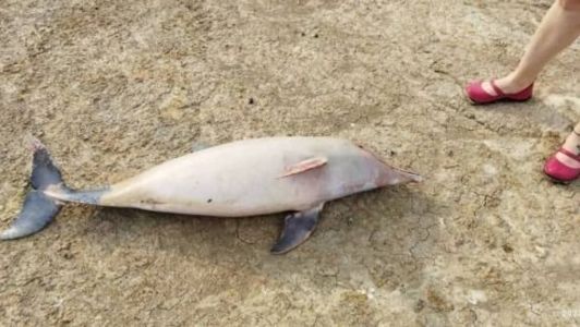 ONG encontra 23 carcaças de botos em Coari, no Amazonas