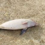 ONG encontra 23 carcaças de botos em Coari, no Amazonas