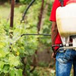 ONGs alertam para risco de câncer pelo uso do agrotóxico mais famoso do mundo