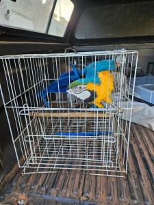Imagem mostra Arara Carindé em uma gaiola capturada no porta-malas do carro da PF