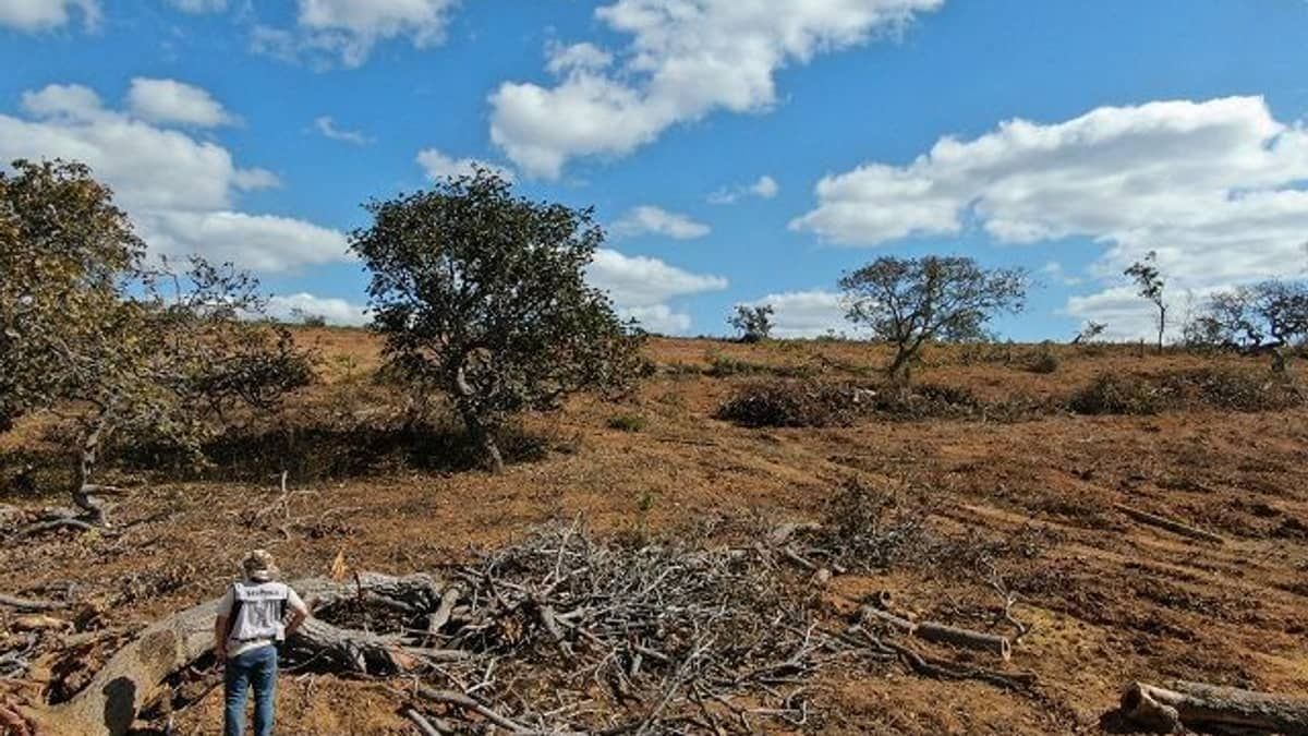 Operação contra o desmatamento aplica cerca de R$ 7 milhões em multas em Minas Gerais