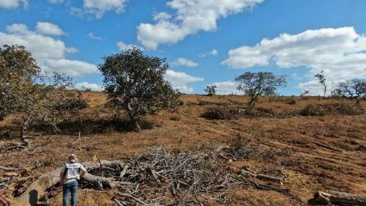 Operação contra o desmatamento aplica cerca de R$ 7 milhões em multas em Minas Gerais.